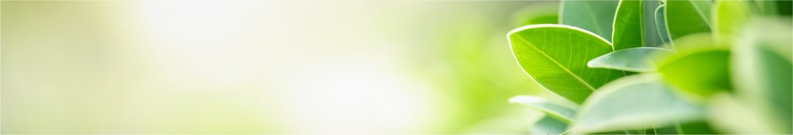 Żywo zielone liście w zbliżeniu z jasnym, rozmytym tłem, przywołujące świeżość i naturalną czystość.